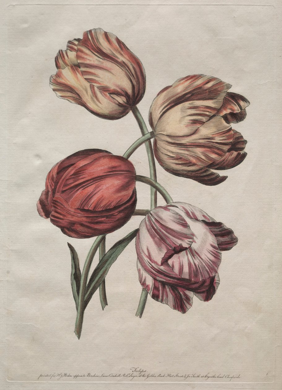 Åtta vackra grupper av naturliga blommor i konturer av de la Cour: Tulpaner, ca. 1770. av Robert Sayer