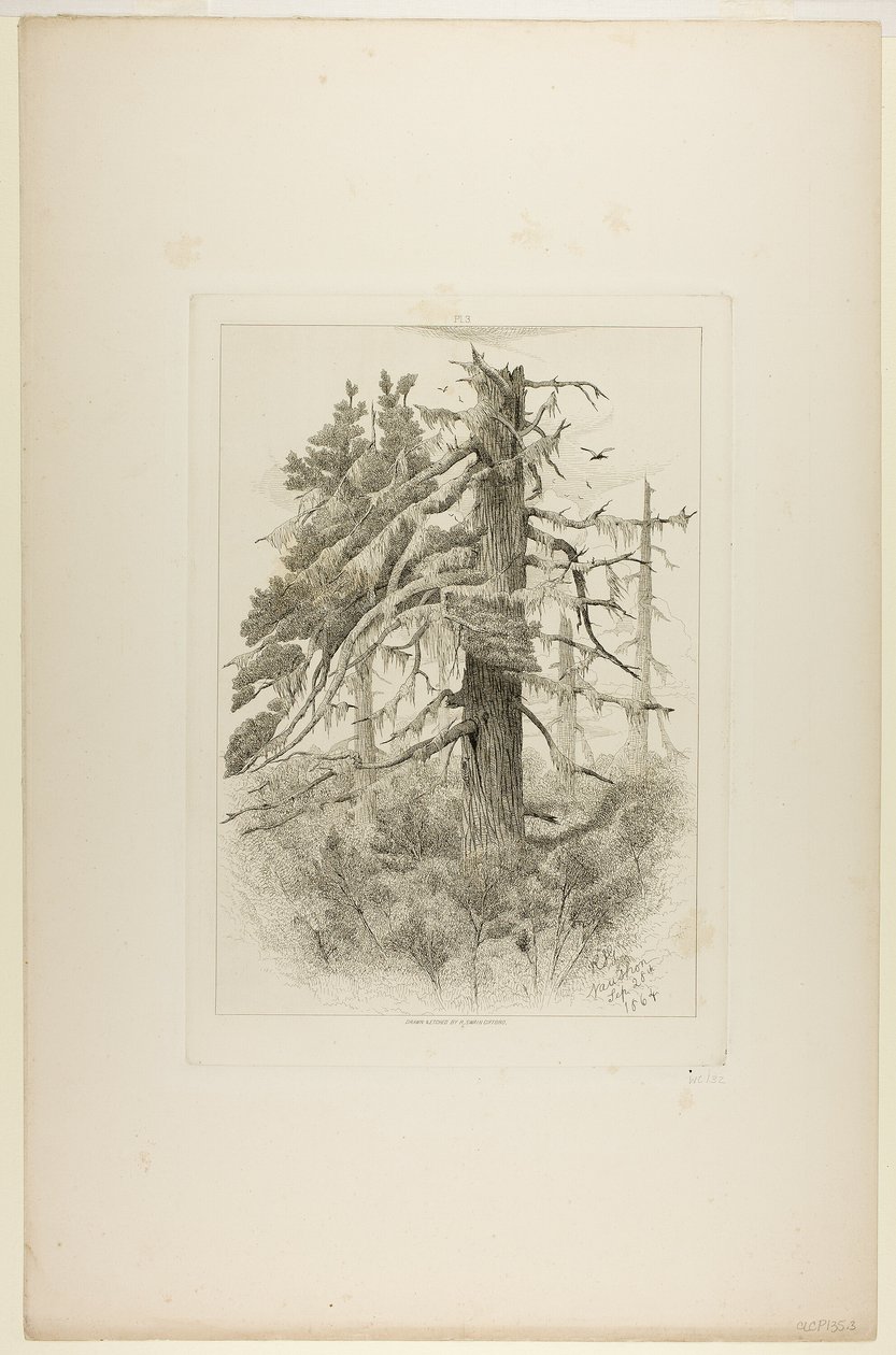 Gamla träd på Naushon Island av Robert Swain Gifford