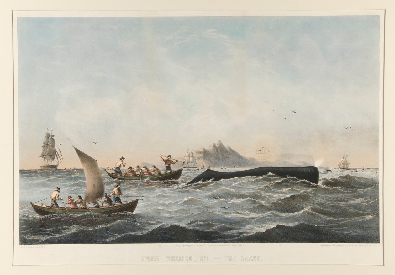 Spermvalfångst, nr 1 Fallet av Robert Swain Gifford