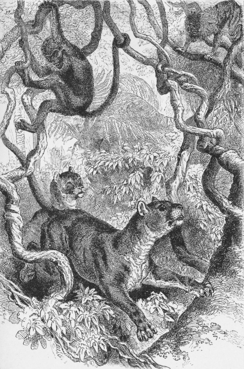 Puma, c1885, 1890 av Robert Taylor Pritchett