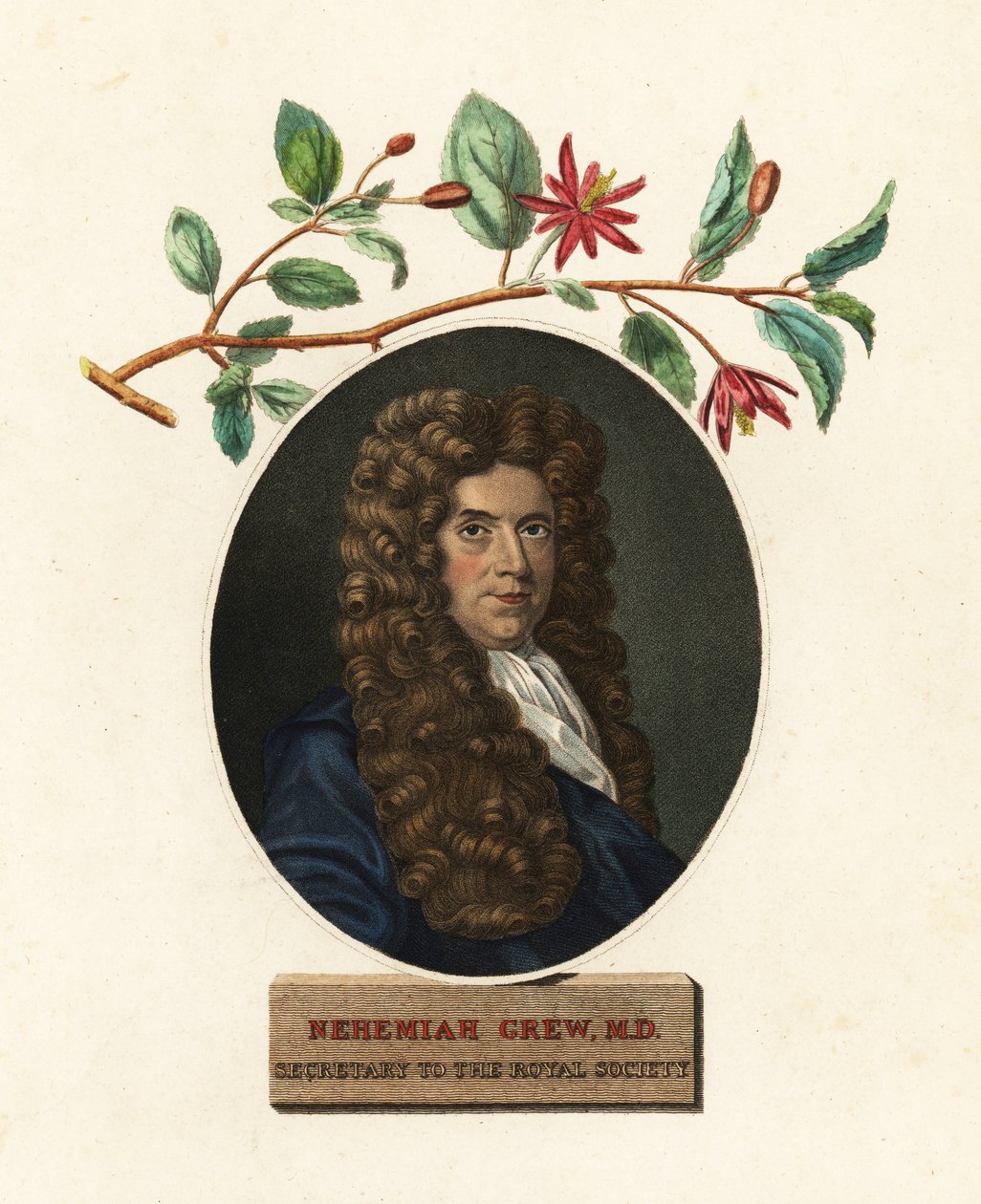 Porträtt av Nehemiah Grew, läkare och botaniker.1809 (gravyr) av Robert White