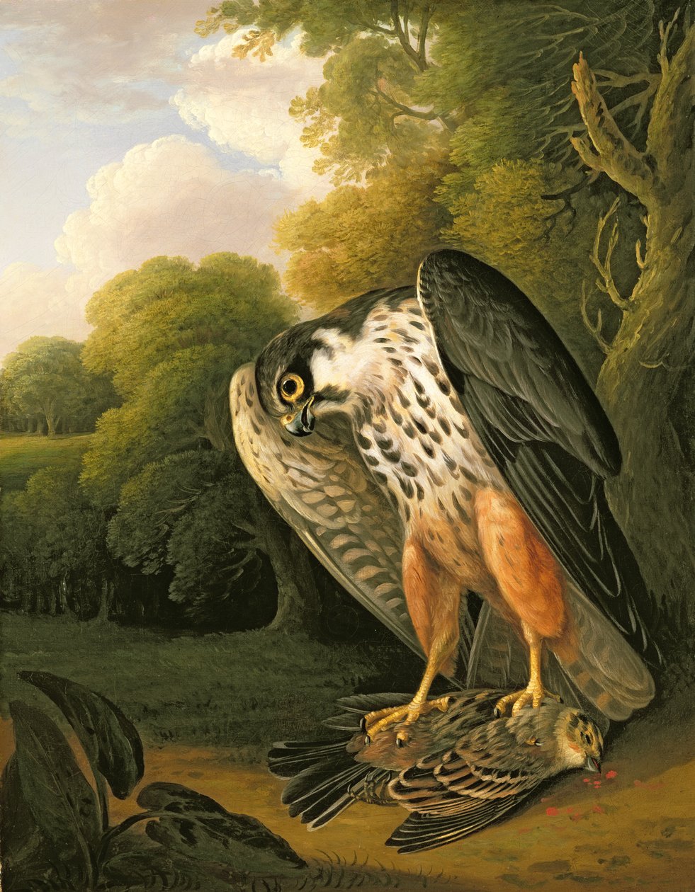 En Hobby Hawk och Prey skjuten på Buxton av Robert Wilkinson Padley