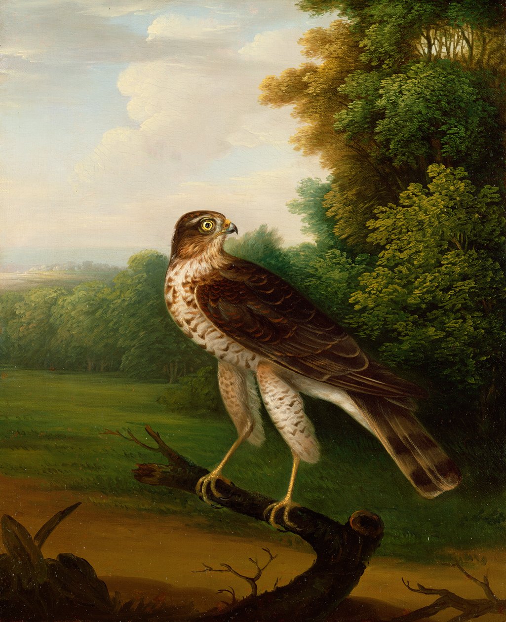 En ung kvinnlig hök, ett år gammal (olja på duk) av Robert Wilkinson Padley