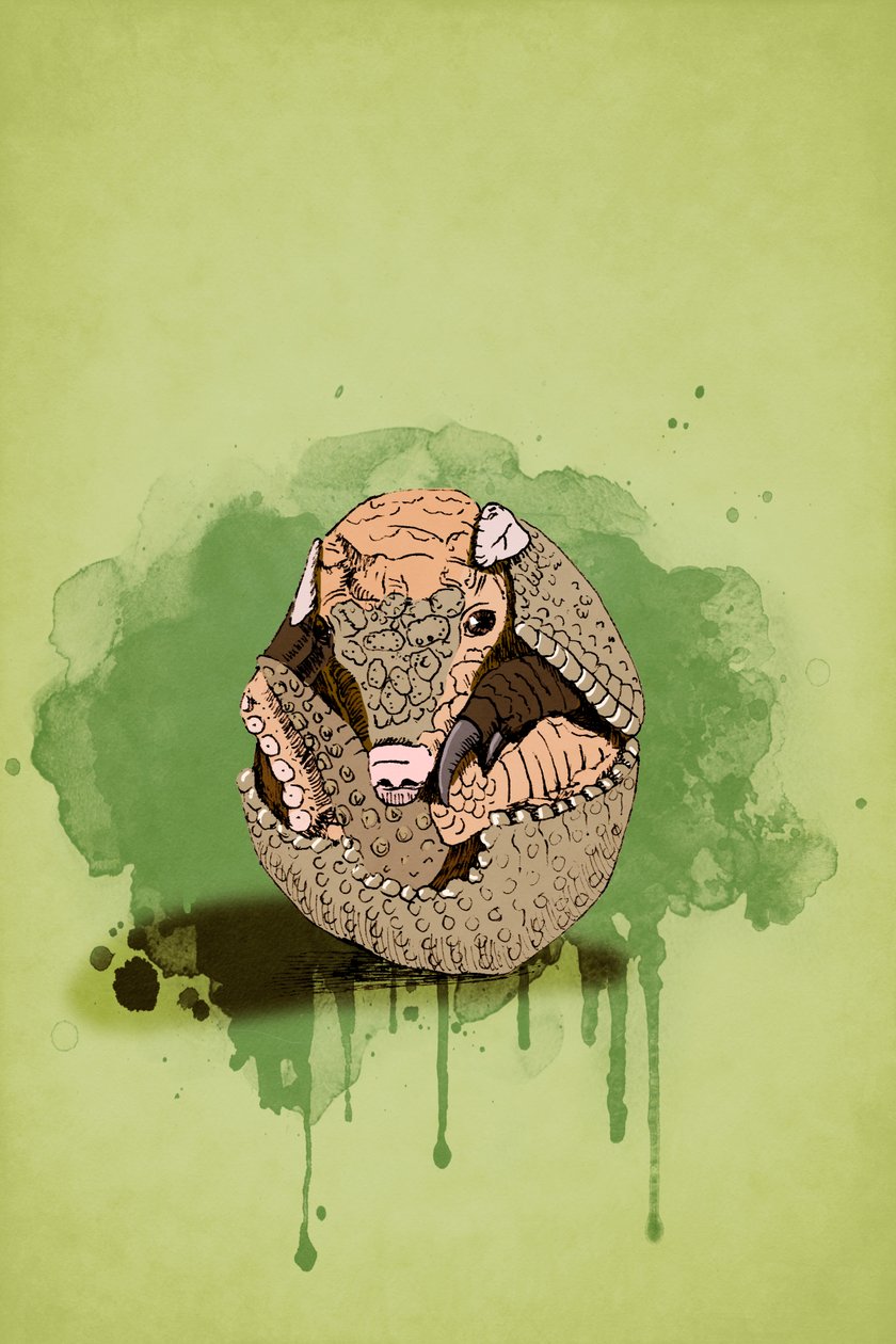 Baby Armadillo, 2022 (digital) av Roberta Murray