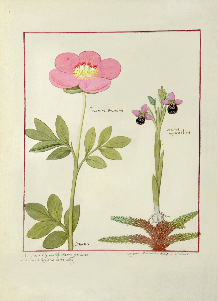 Paeonia eller Peony og Orchis myanthos, illustration fra The Book of Simple Medicines af Mattheaus Plateariusswed av Robinet Testard