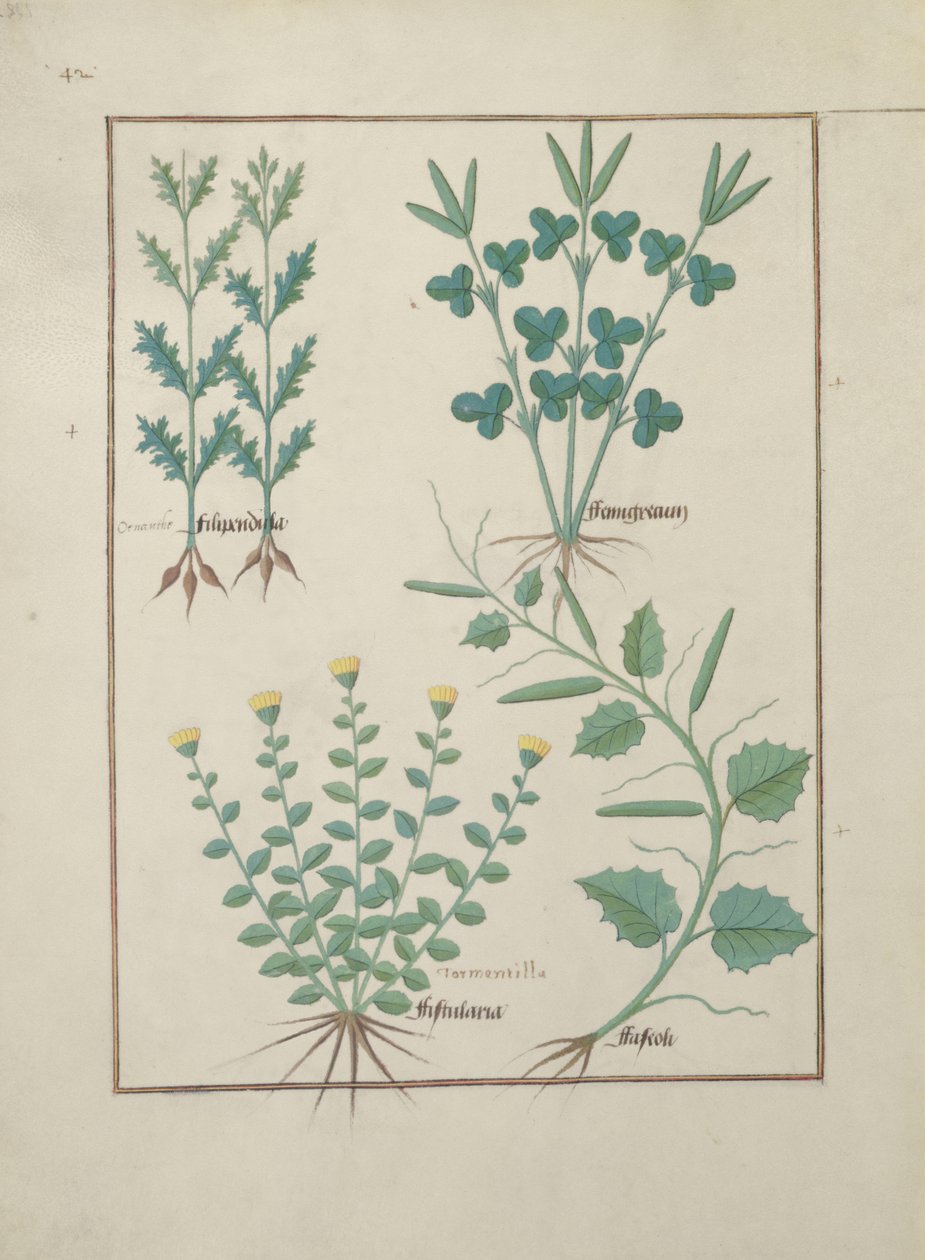 Fr. Fv VI #1 f.132v Övre raden: Filipendula. Nedre raden: Fistularia och Faseolus, illustration från The Book of Simple Medicines, av Mattheaus Platearius (d.c.1161) c.1470 av Robinet Testard