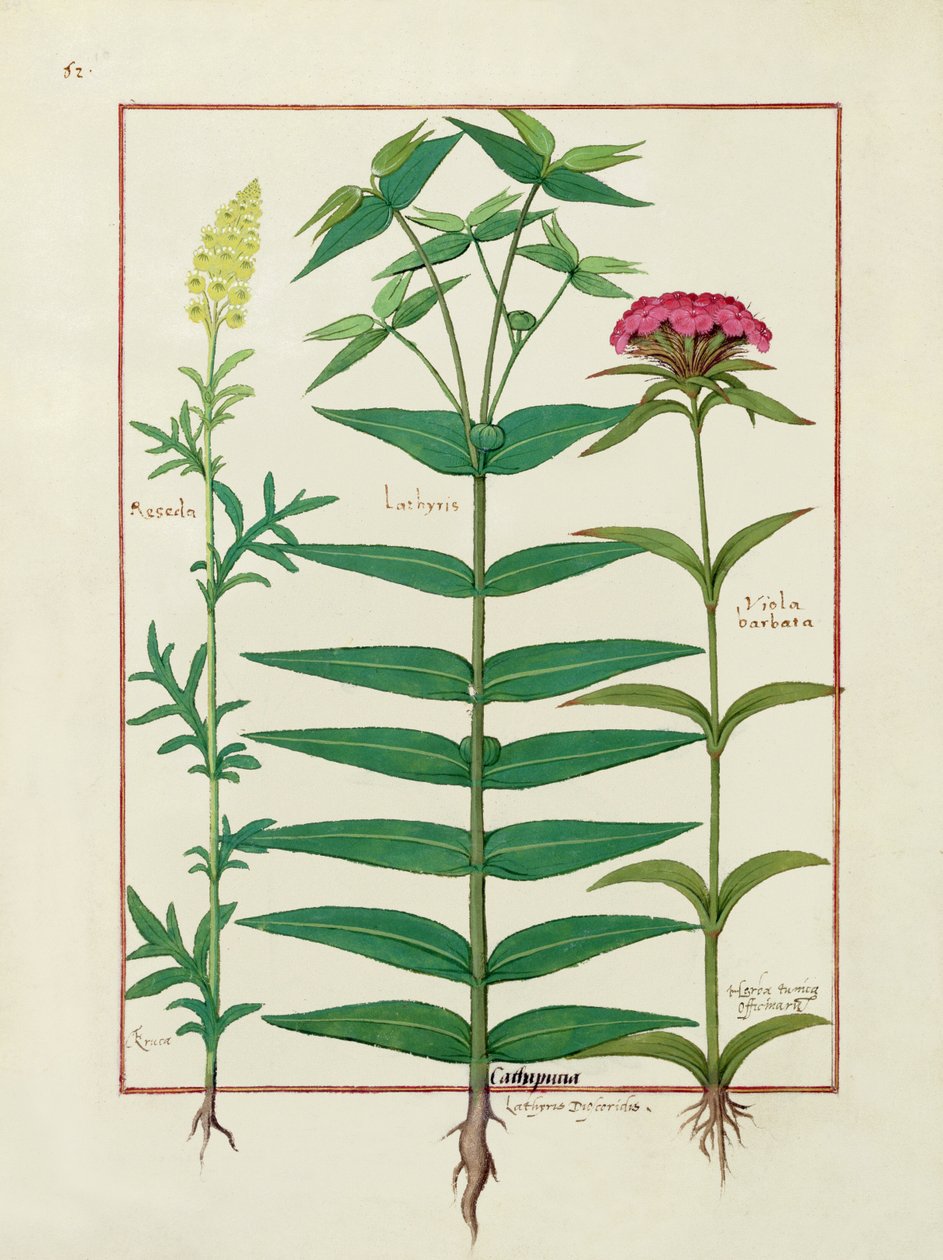 Reseda, Euphorbia och Dianthus, Illustration från Book of Simple Medicines av Mattheaus Platearius 1 av Robinet Testard