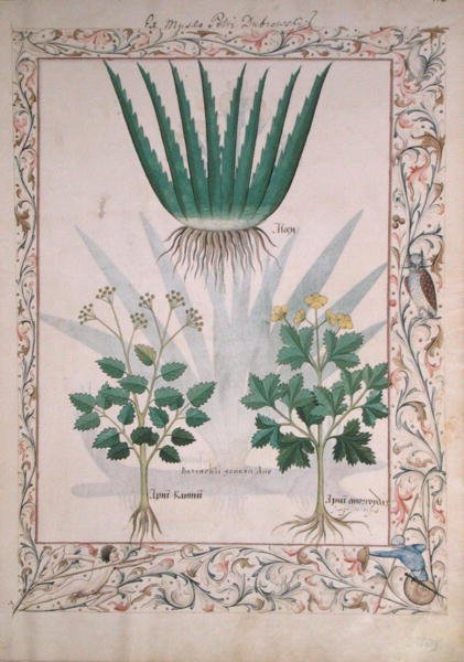 Fr. Fv VI #1 fol.112 Aloe och Apio, illustration från The Book of Simple Medicines av Matthaeus Platearius (d.c.1161) c.1470 av Robinet Testard