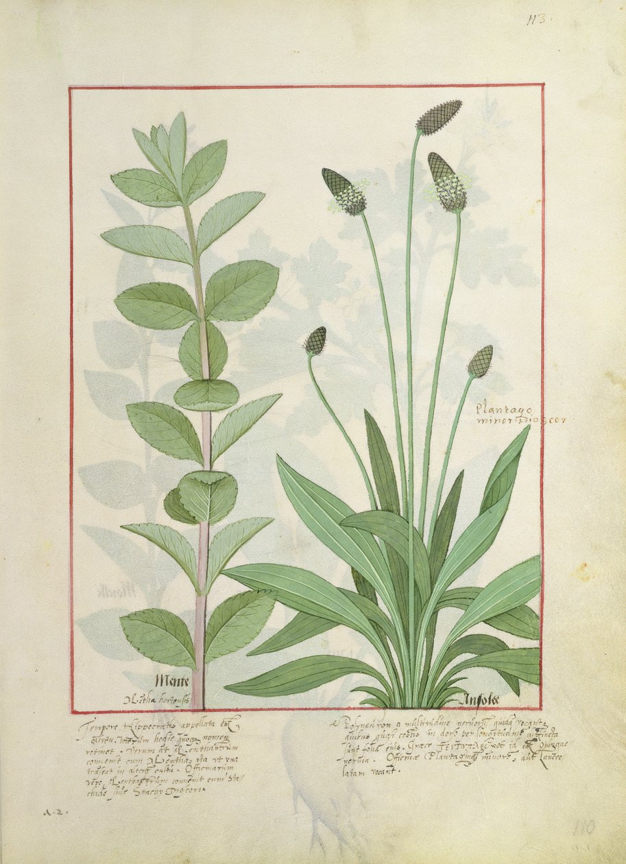 Mynta och groblad, eller Ribwort, illustration från The Book of Simple Medicines av Mattheaus Platearius 113 av Robinet Testard