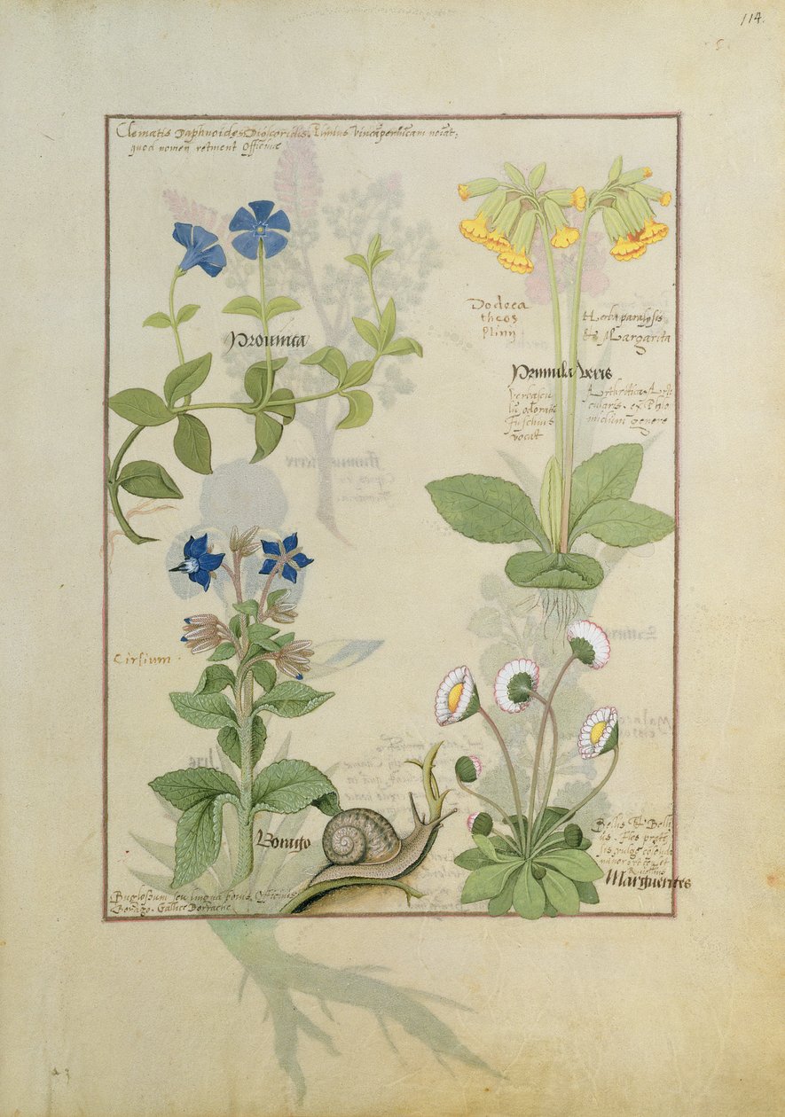 Blå Clematis eller Kråkfot och Primula. Nedre raden Gurkört eller Förgätmigej och Marguerita Daisy av Robinet Testard