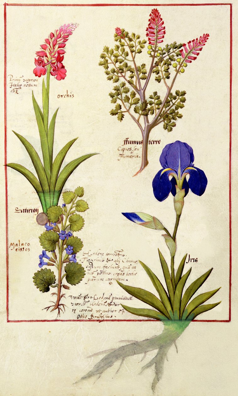 Øverste række: Orchid and Fumitory eller Bleeding Heart. Nederste række: Hedera og Iris, illustration fra The Book of Simple Medicines af Matthaeus Platearius 114 swed av Robinet Testard
