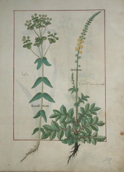 Fr. Fv VI #1 fol.115 Reveille Matin och Agrimonia, illustration från The Book of Simple Medicines av Mattheaus Platearius (d.c.1161) c.1470 av Robinet Testard