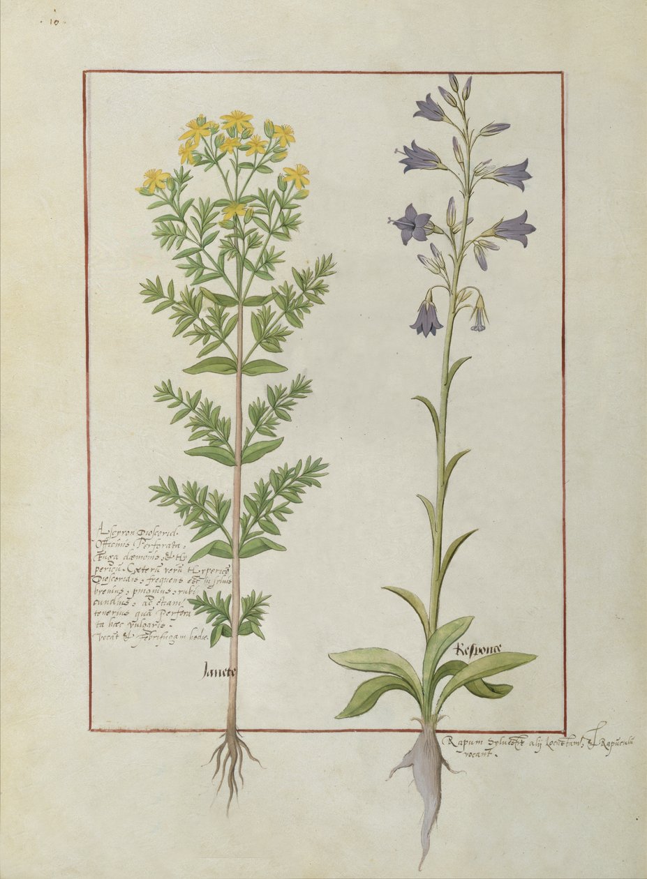 Fr. Fv VI #1 fol.116v Två blommande växter från The Book of Simple Medicines av Mattheaus Platearius (d.c.1161) c.1470 av Robinet Testard