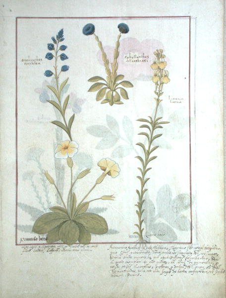 Fr. Fv VI #1 fol.117 Övre raden: Onobrychis eller Sainfoin, och Aphyllanthes. Nedre raden: Linaria Lutea och Primula Veris eller Primrose, illustration från The Book of Simple Medicines av Mattheaus Platear av Robinet Testard