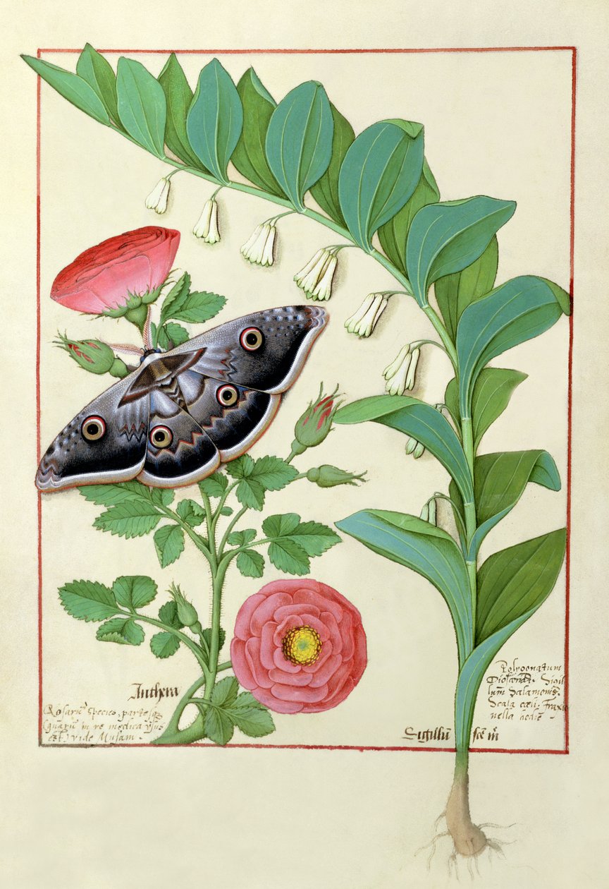 Rose and Polygonatum (Solomon Seal) illustration från The Book of Simple Medicines av Mattheaus Platearius av Robinet Testard