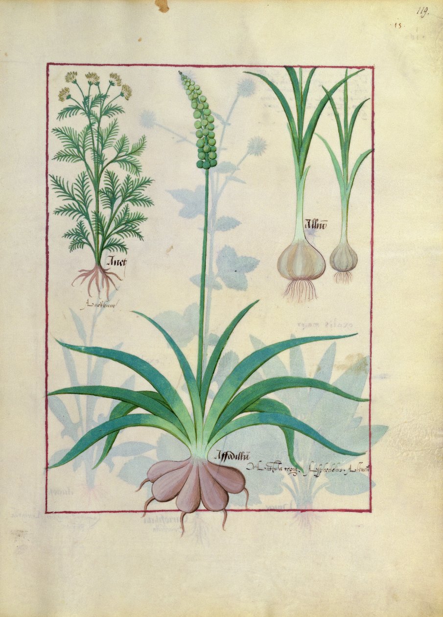 Vitlök och andra växter, illustration från The Book of Simple Medicines av Mattheaus Platearius av Robinet Testard