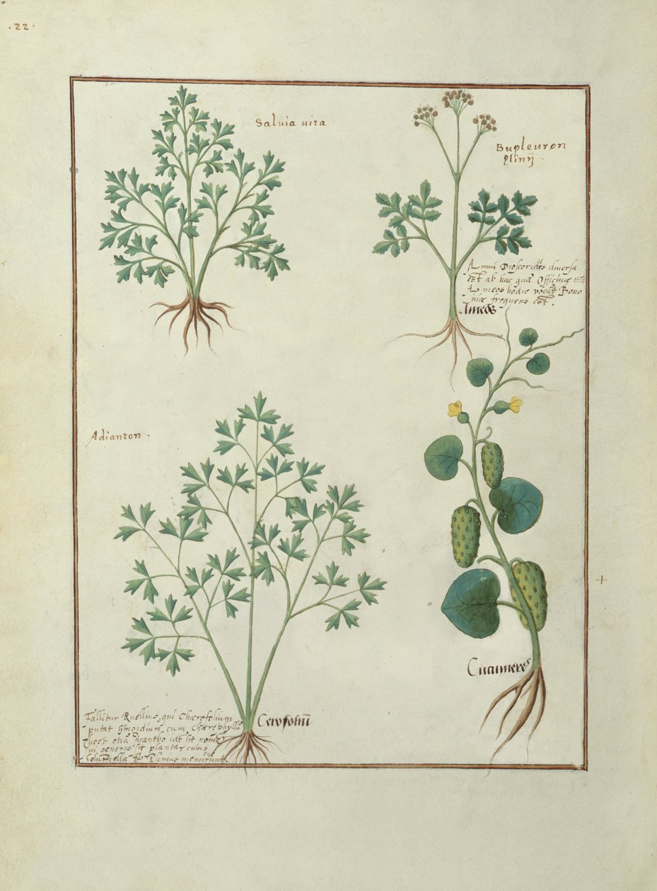 Fr. Fv VI #1 fol.122v Översta raden: Salvia och Bupleurum, illustration från The Book of Simple Medicines av Mattheaus Platearius (d.c.1161) c.1470 av Robinet Testard
