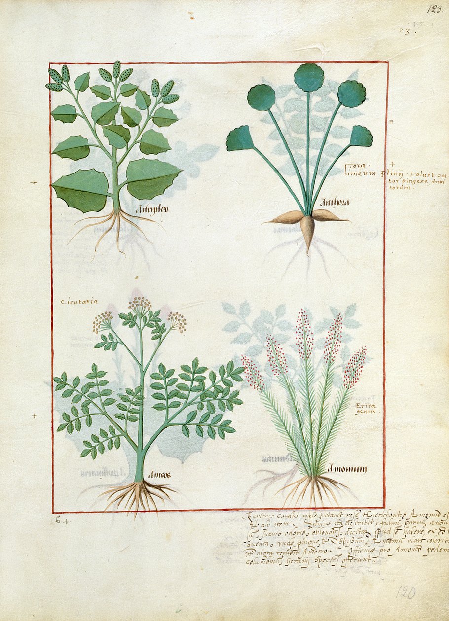 Salt Bush och Anthora. Nedre raden: Absintium och kardemumma, illustration från The Simple Book of Medicine av Matthaeus Platearius 123r av Robinet Testard