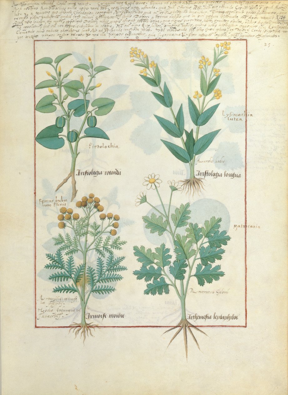 Laina pito i luga: Aristolochia Rotundi ma Aristolochia Longua. Laina pito i lalo: Armoise ma Artemesia, ata mai Le Simple Book of Medicines, saunia e Matteaus Platearius 124rswed av Robinet Testard