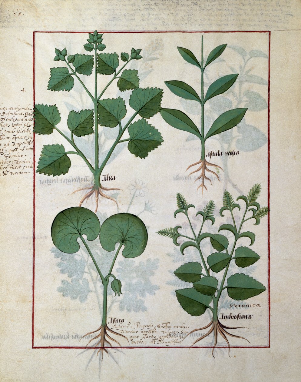 Marshmallow och Hastula Regia. Nedre raden: Asarabacca och Speedwell, illustration från The Simple Book of Medicines av Matteus Platearius 124v av Robinet Testard