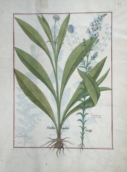 Fr. Fv VI #1 fol.127r Devils-bit scabious and toadlin, illustration från The Book of Simple Medicines, av Mattheaus Platearius (d.c.1161) c.1470 av Robinet Testard