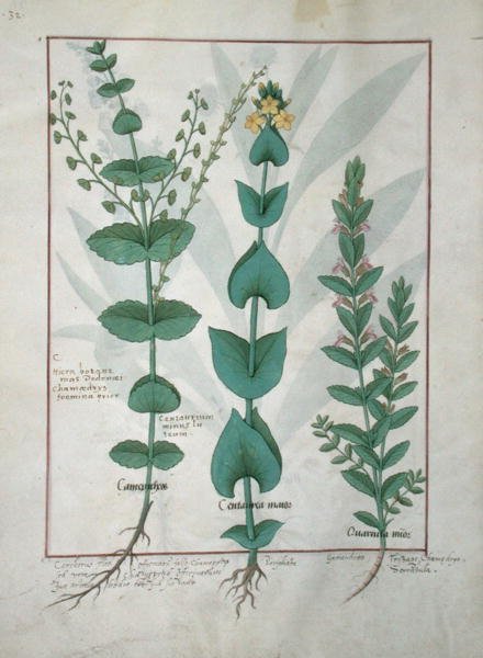 Fr. Fv VI #1 fol.127v Chamaedrys, Common Centaury and Germander, illustration från The Book of Simple Medicines, av Mattheaus Platearius (d.c.1161) c.1470 av Robinet Testard