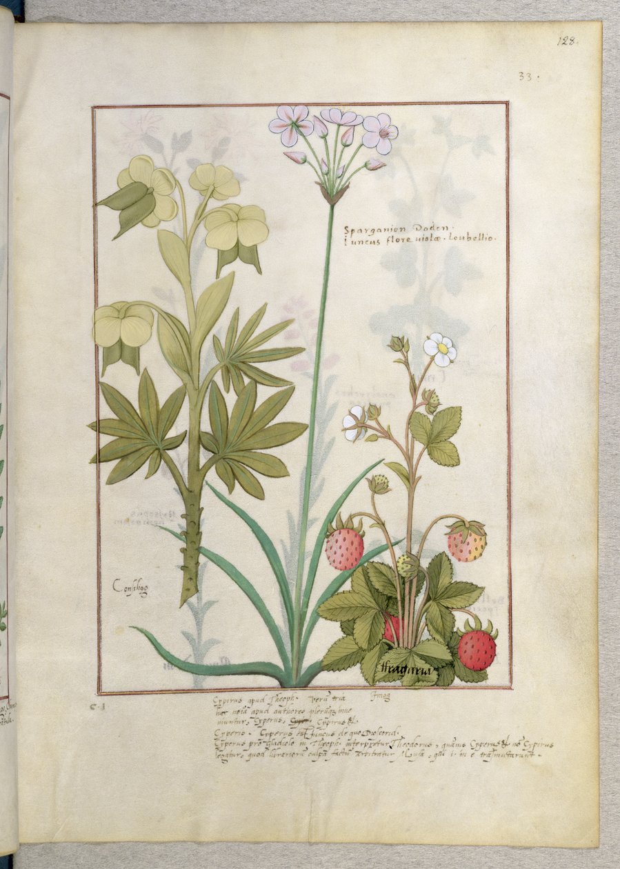 Consiligo, Burreed og Strawberry, illustration fra The Book of Simple Medicines, af Mattheaus Platearius 128rswed av Robinet Testard