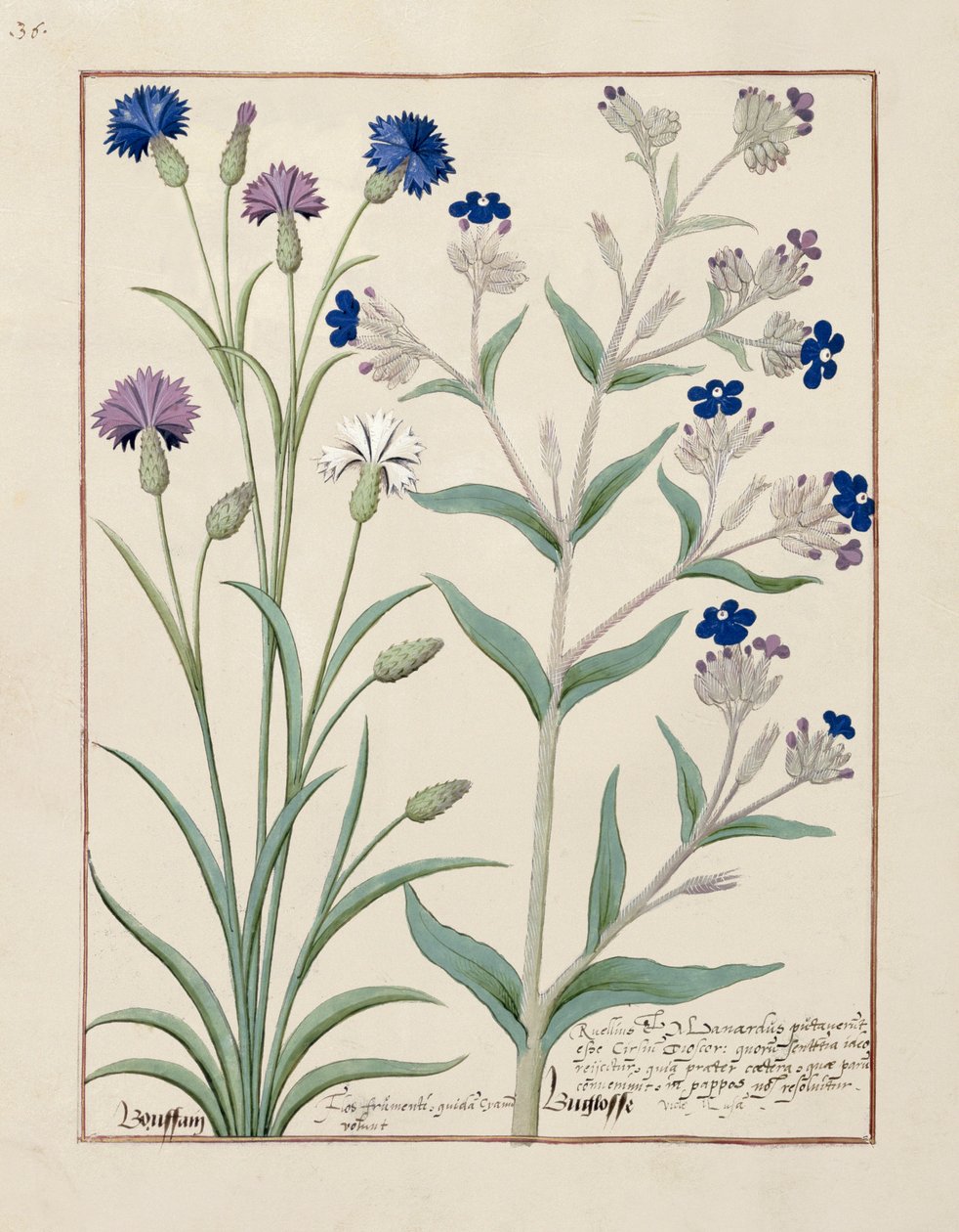 Illustration från boken om enkla mediciner av Matthaeus Platearius 129v av Robinet Testard