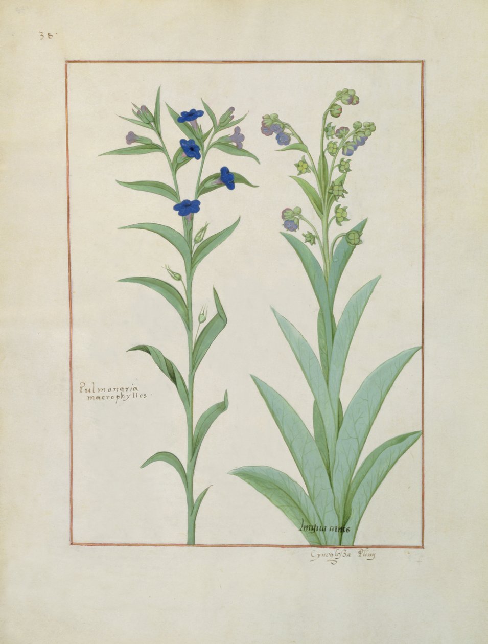 Fr. Fv VI #1 fol.130v Pulmonaria och lungört, illustration från The Book of Simple Medicines, av Mattheaus Platearius (d.c.1161) c.1470 av Robinet Testard