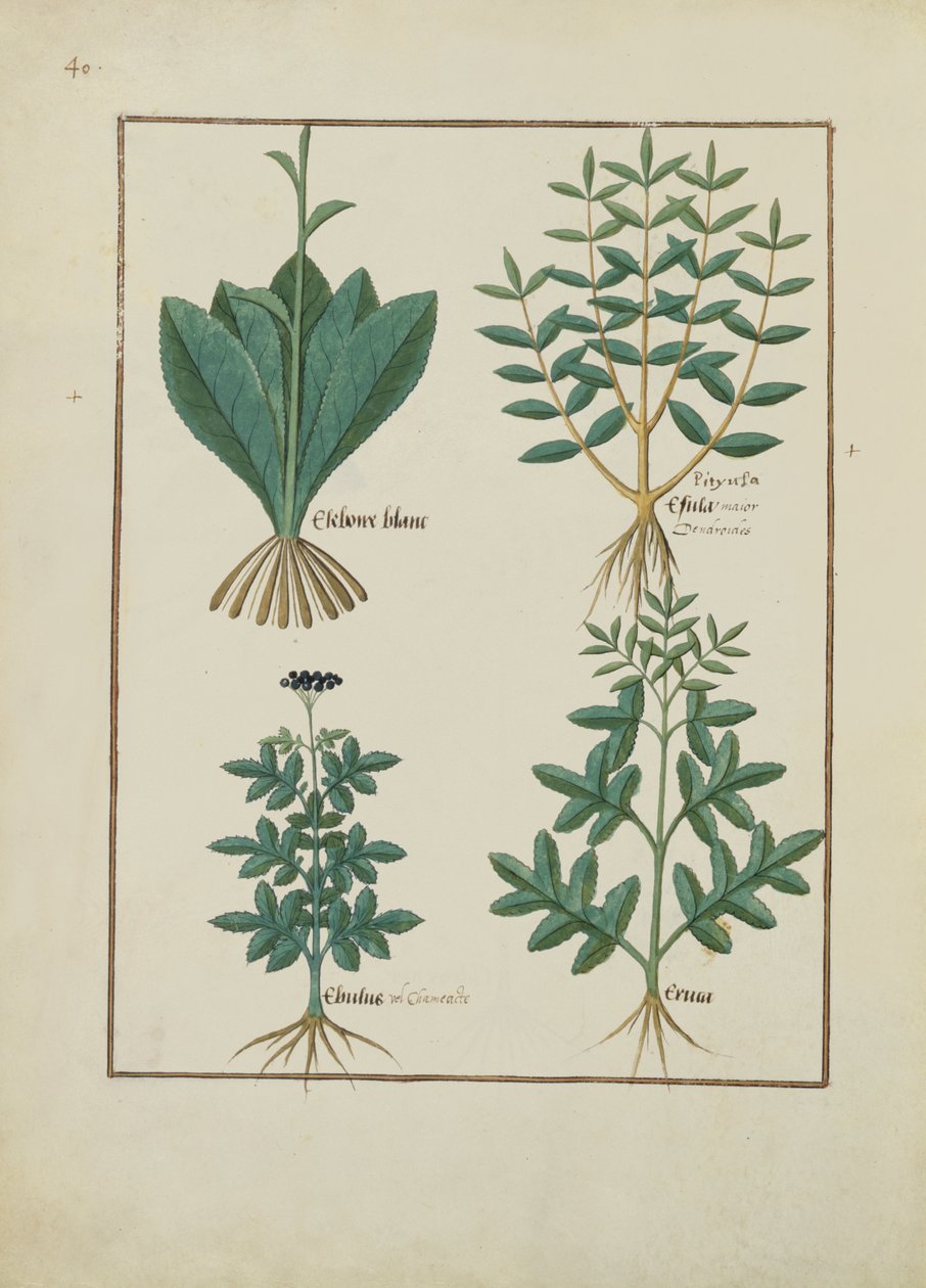 Fr. Fv VI #1 fol.131v Illustration från Book of Simple Medicines av Mattheaus Platearius (d.c.1161) c.1470 av Robinet Testard