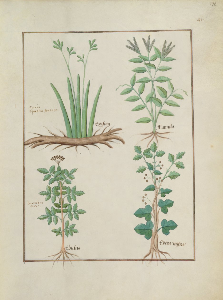 Fr. Fv VI #1 fol.132r Övre raden: Xyris och Spearwort. Nedre raden: Fläder och Hedera, illustration från The Book of Simple Medicines, av Mattheaus Platearius (d.c.1161) c.1470 av Robinet Testard