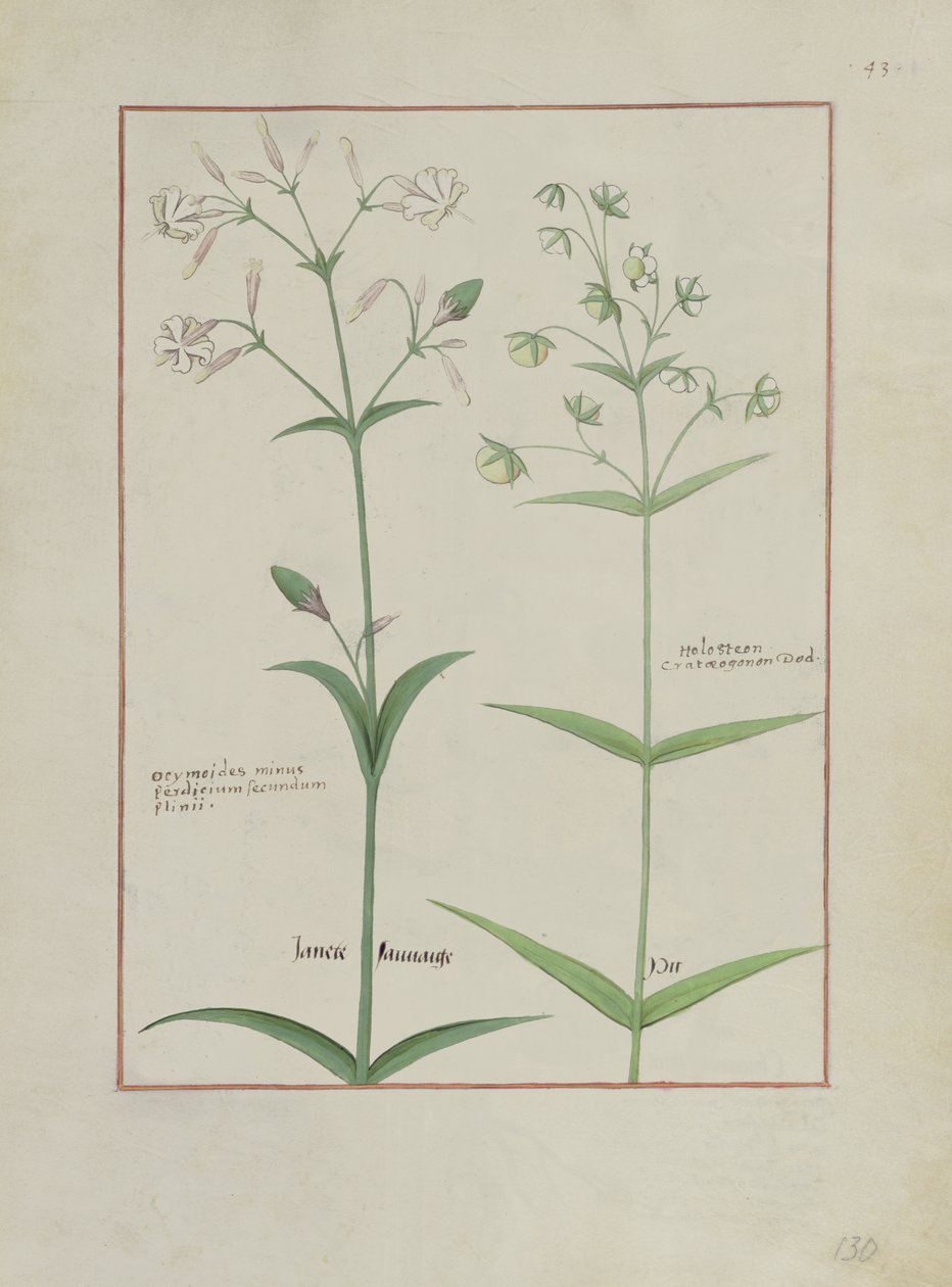 Fr. Fv VI #1 fol.133v Illustration från The Book of Simple Medicines av Mattheaus Platearius (d.c.1161) c.1470 av Robinet Testard