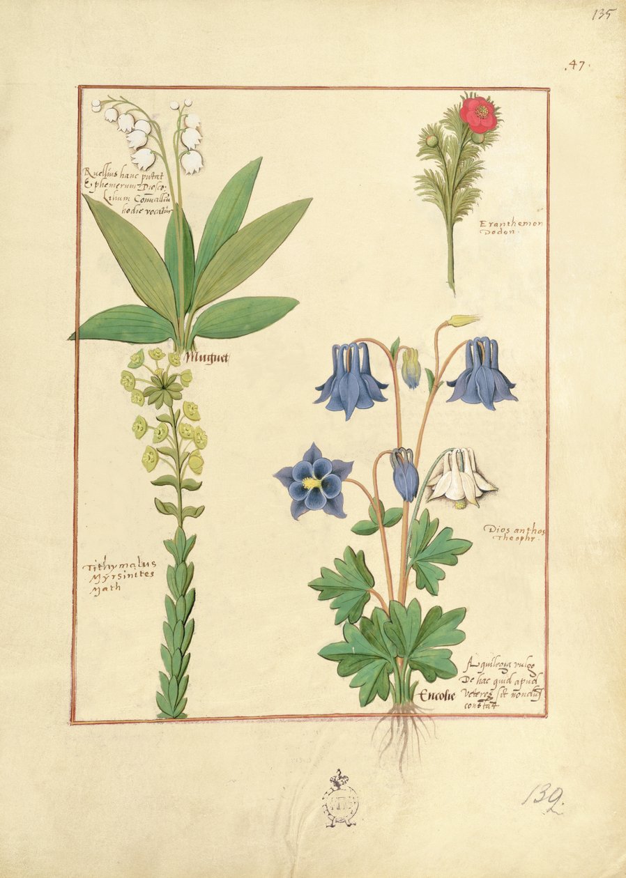 Illustration från The Book of Simple Medicines av Mattheaus Platearius 135r av Robinet Testard