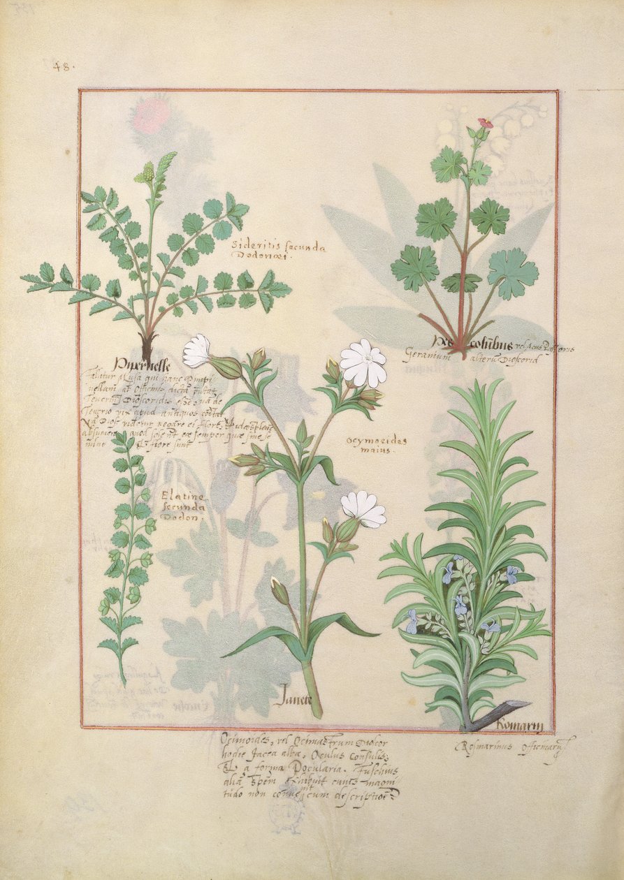 Illustration fra The Book of Simple Medicines af Mattheaus Platearius 135rswed av Robinet Testard