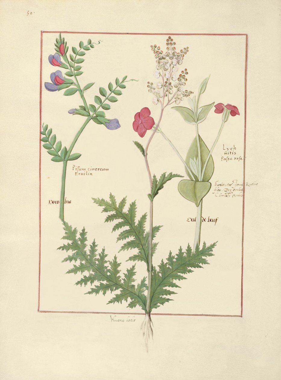 Illustration från The Book of Simple Medicines av Mattheaus Platearius av Robinet Testard