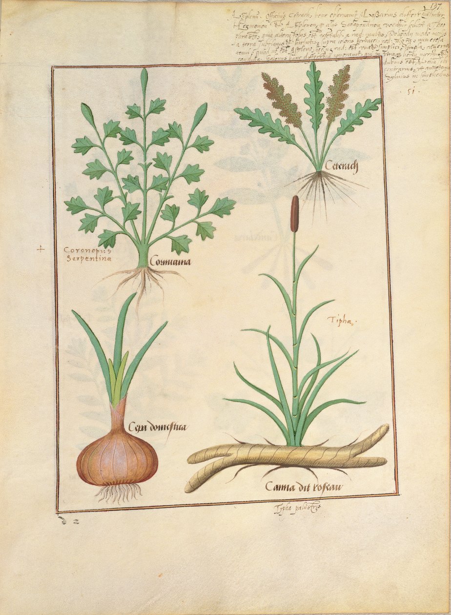 Illustration från The Book of Simple Medicines av Mattheaus Platearius 137r av Robinet Testard