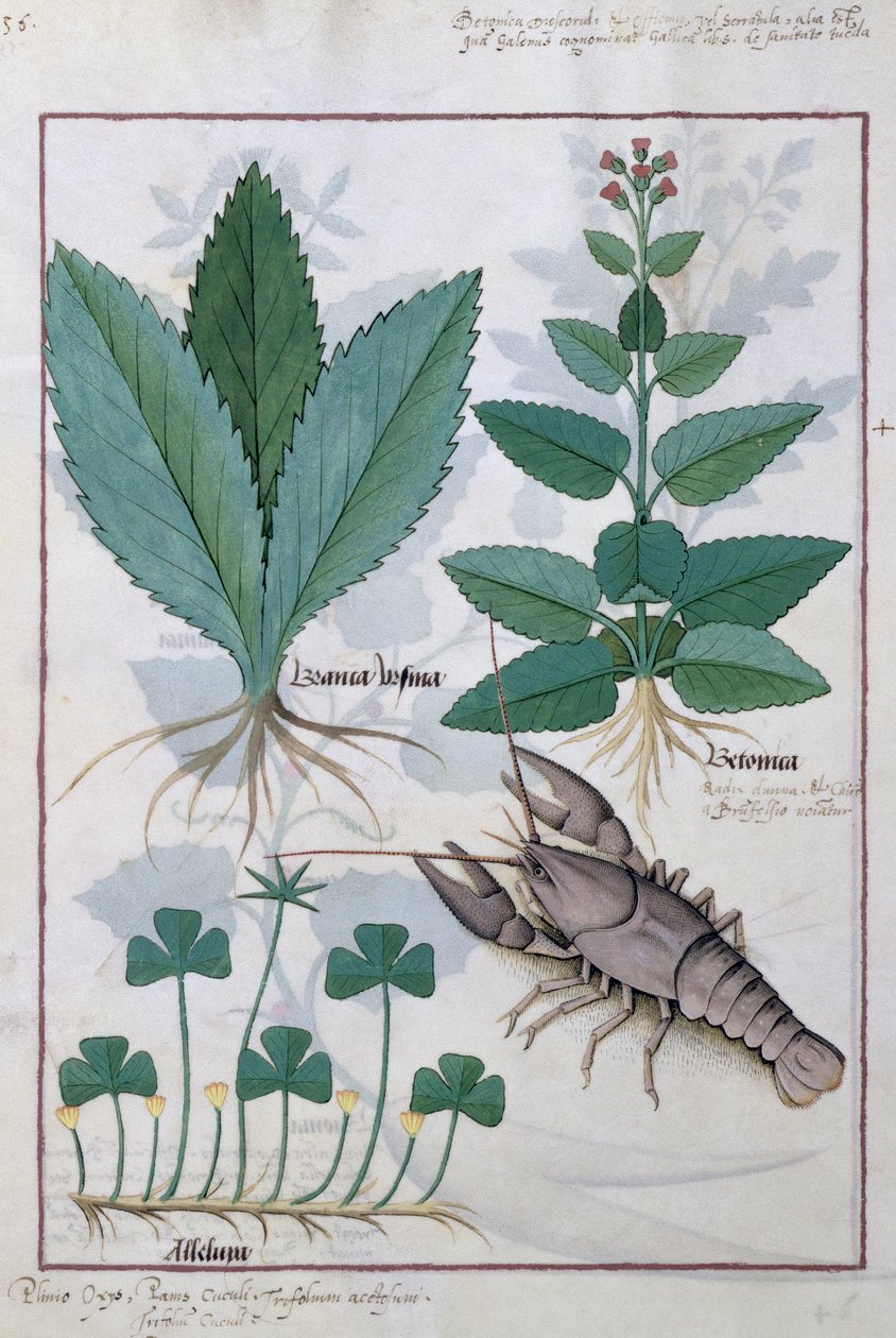 Illustration från boken om enkla mediciner av Mattheaus Platearius 139v av Robinet Testard