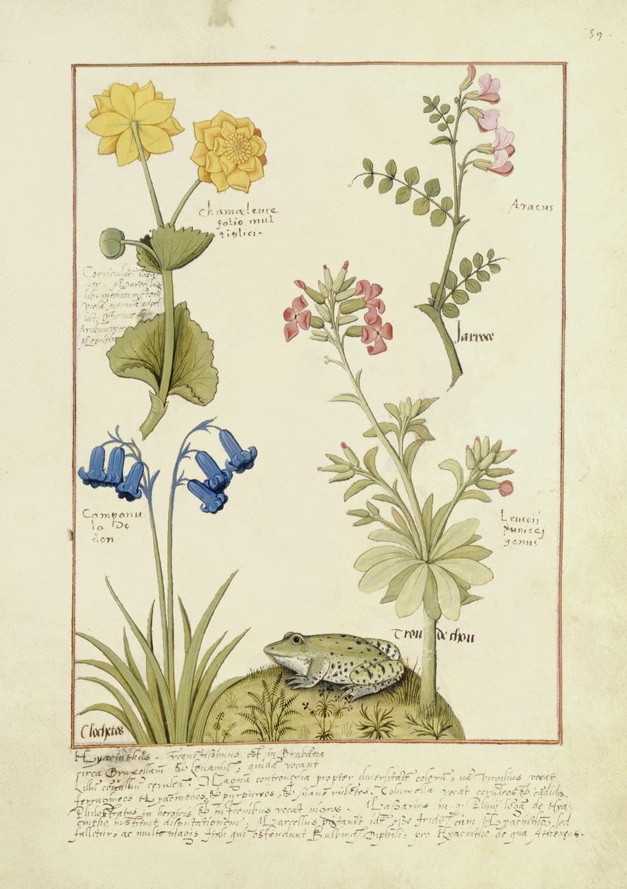 Illustration från Mattheaus Platearius