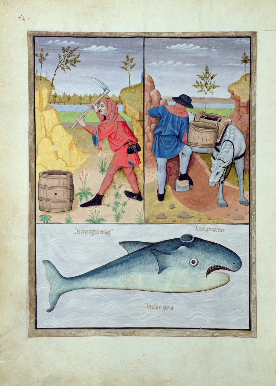 Illustration från boken om enkla mediciner av Mattheus Platearius 143v av Robinet Testard