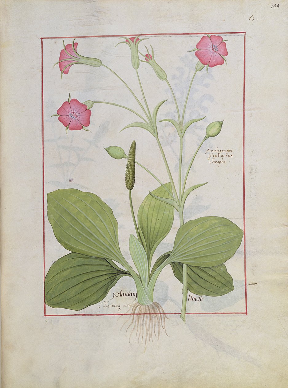 Illustration från boken av enkla mediciner av Mattheaus Platearius 144r av Robinet Testard