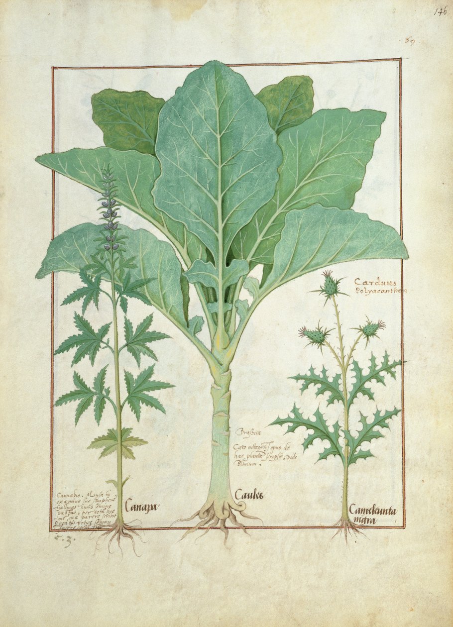 Cannabis, Brassica och tistel, illustration från Mattheaus Platearius bok om enkla mediciner 145 av Robinet Testard