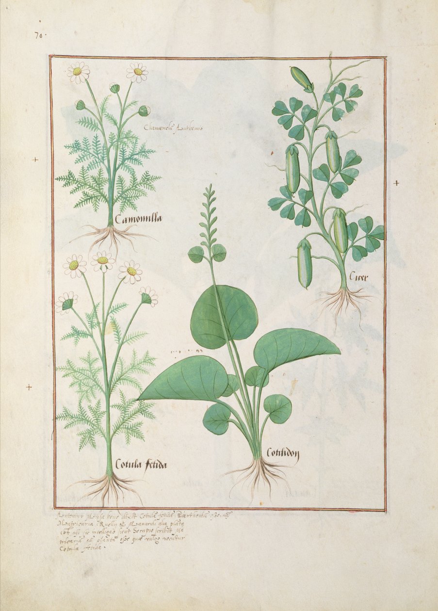 Kamomill (överst till vänster) och gurka (höger) Illustration från The Book of Simple Medicines av Matthaeus Platearius 146 av Robinet Testard