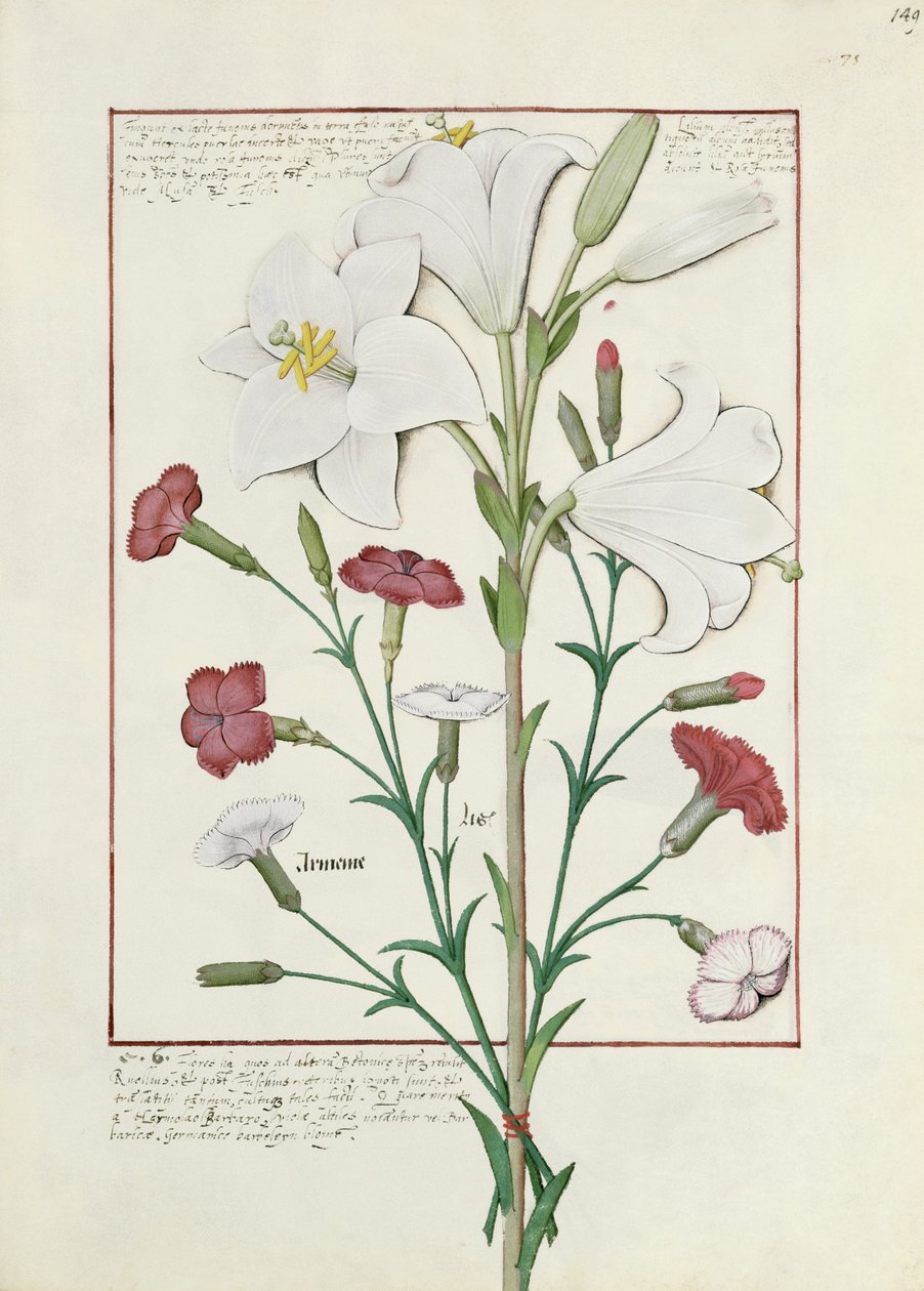 Illustration från boken om enkla mediciner av Mattheaus Platearius 149r av Robinet Testard