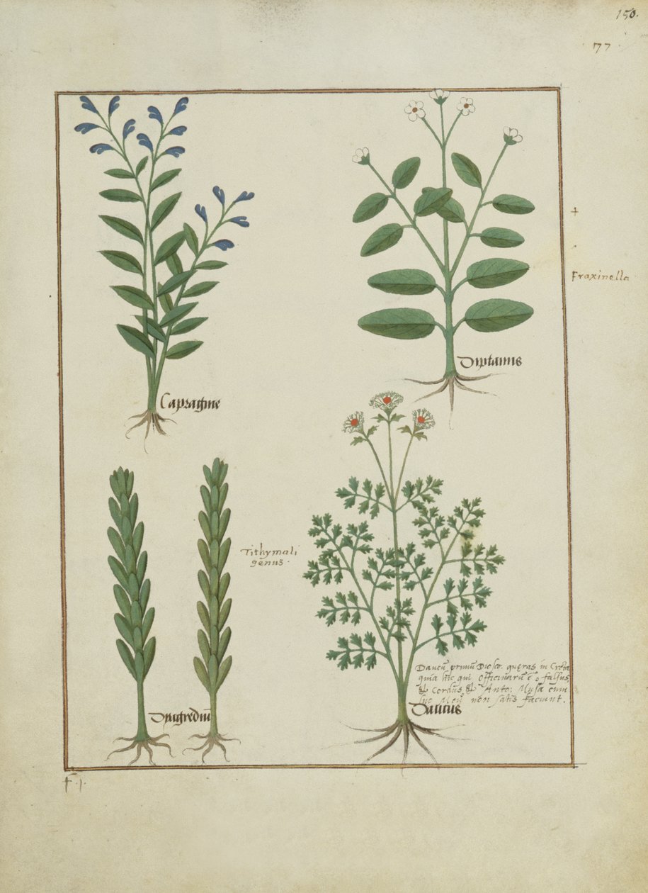 Fr. Fv VI #1 fol.150r Illustration från Book of Simple Medicines av Mattheaus Platearius (d.c.1161) c.1470 av Robinet Testard