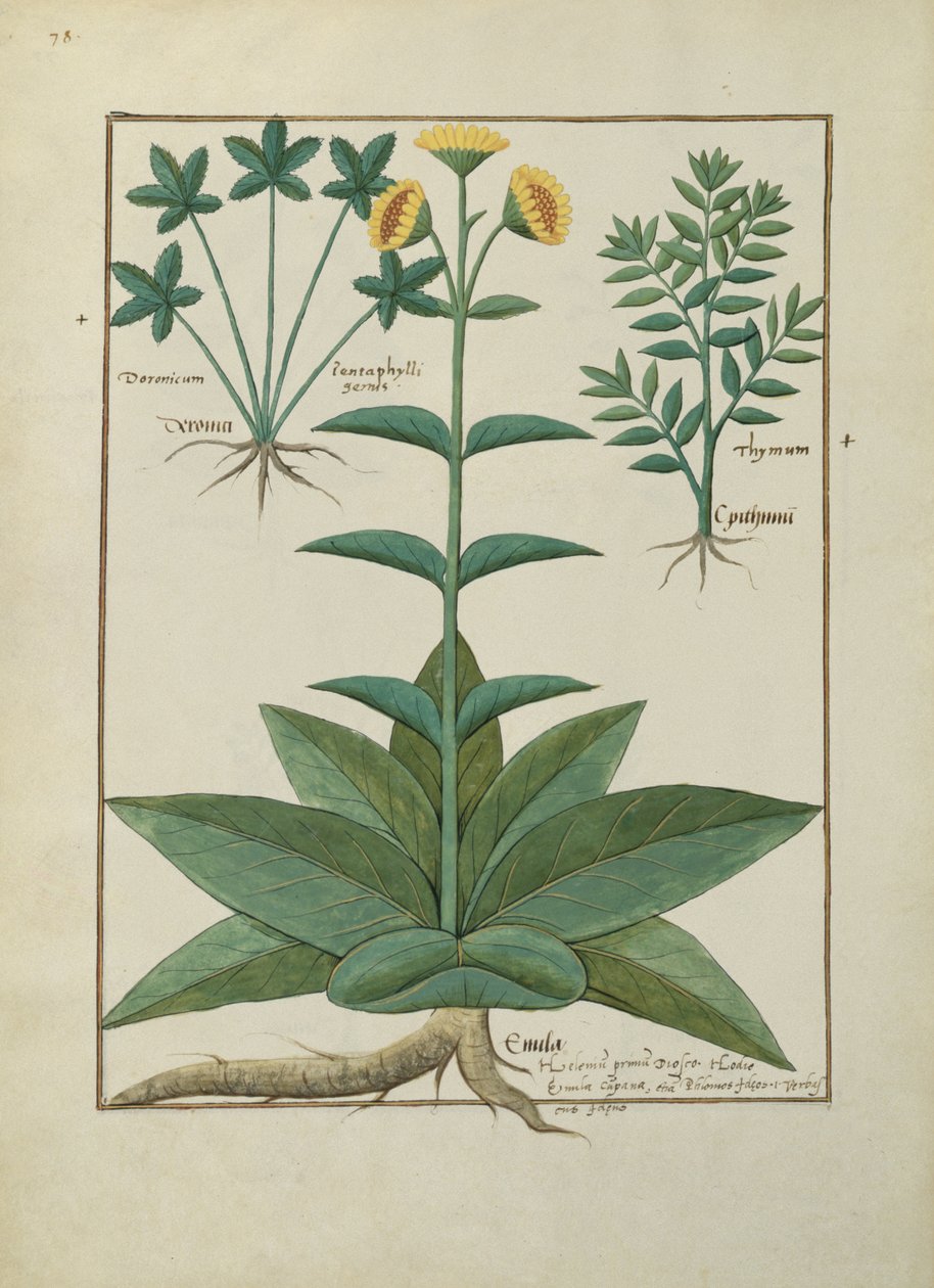 Fr. Fv VI #1 fol.150v Illustration från Book of Simple Medicines av Mattheaus Platearius (d.c.1161) c.1470 av Robinet Testard