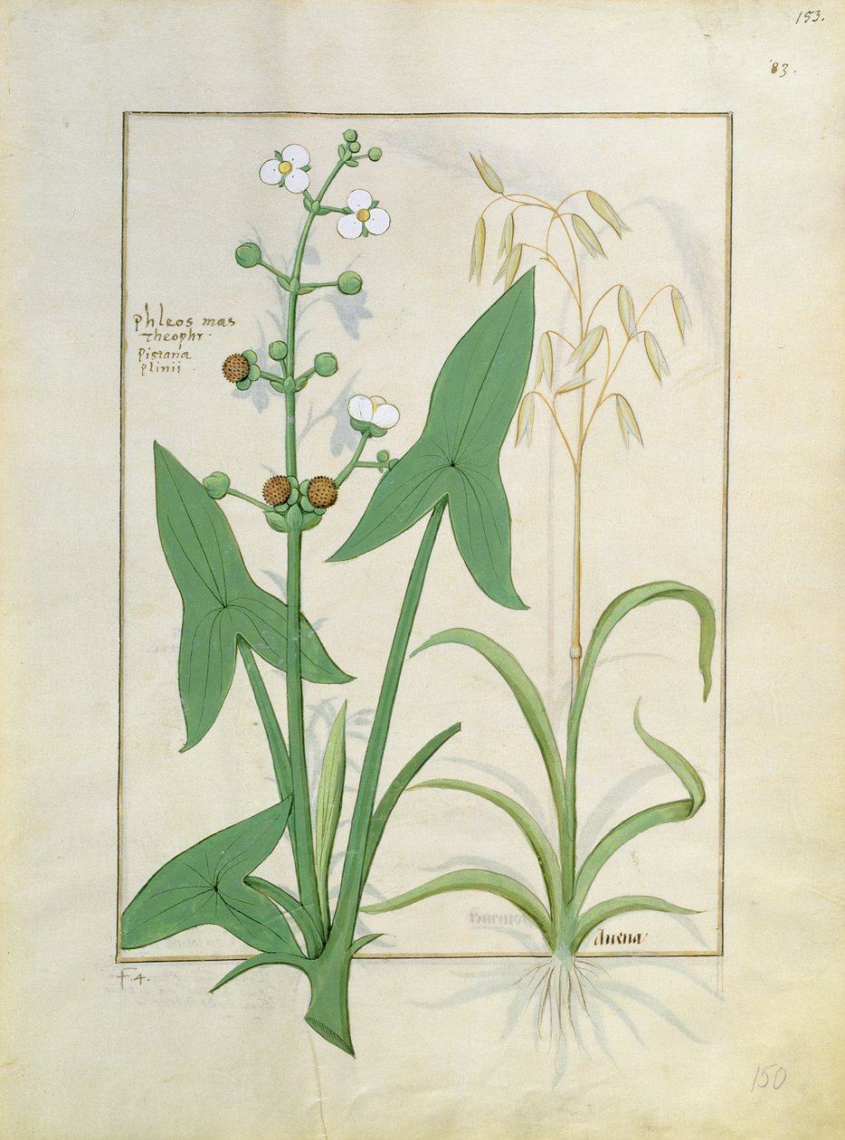 Illustration från boken av enkla mediciner av Mattheaus Platearius 153r av Robinet Testard