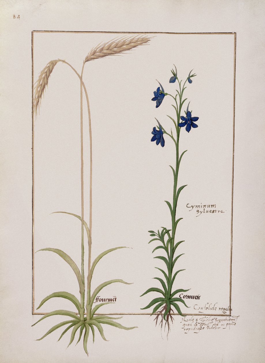 Fr. Fv VI #1 fol.153v Corn of Corn och Cyminum Sylvestre, Illustration från Book of Simple Medicines av Mattheaus Platearius (d.c.1161) c.1470 av Robinet Testard