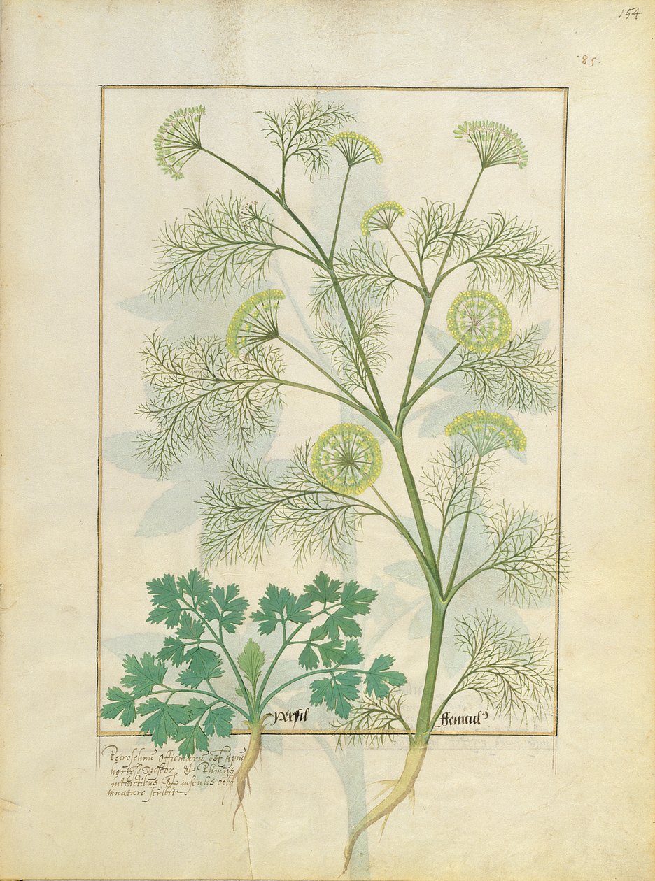 Persilja och fänkål, illustration från boken om enkla mediciner av Matthaeus Platearius 154r av Robinet Testard