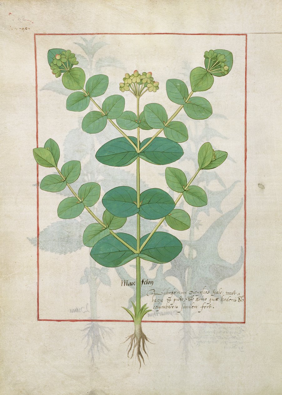 Blomma, illustration från boken om enkla mediciner av Mattheaus Platearius 156 av Robinet Testard