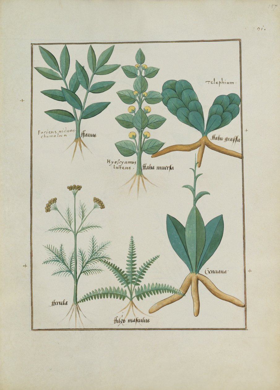 Fr. Fv VI #1 fol.157r Ormbunkar och buskar, Illustration från Book of Simple Medicines av Mattheaus Platearius (d.c.1161) c.1470 av Robinet Testard
